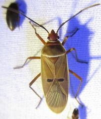 Dysdercus bimaculatus