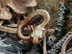 Aneides hardii