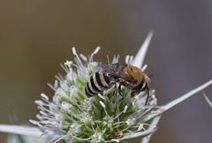 Colletes hylaeiformis