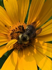 Bombus citrinus