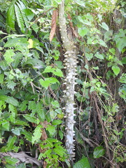 Zanthoxylum martinicense