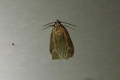 Olethreutes quadrifidum