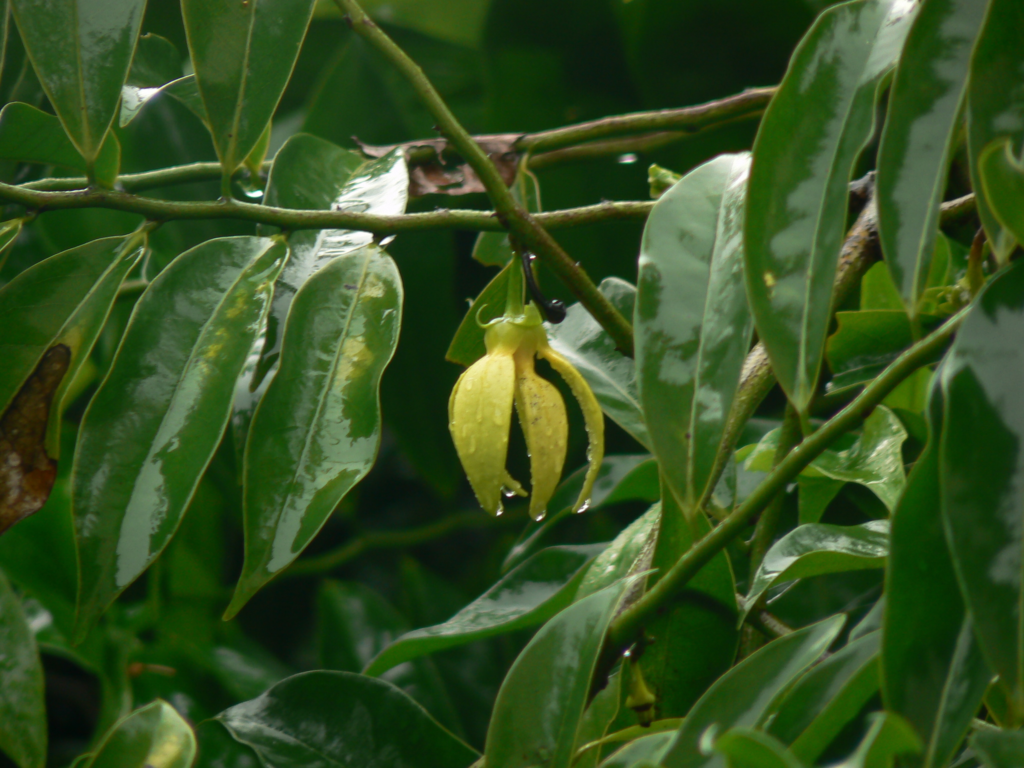 Green champa (Artabotrys hexapetalus)  iNaturalist