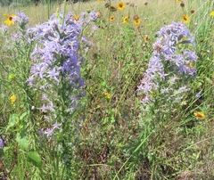 Liatris carrizana