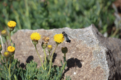 Exechohypopion leucomallum