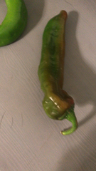 Magnoliopsida