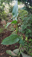 Zantedeschia albomaculata