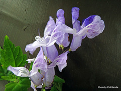 Plectranthus saccatus