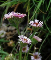 Erigeron glabratus