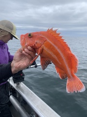 Sebastes ruberrimus