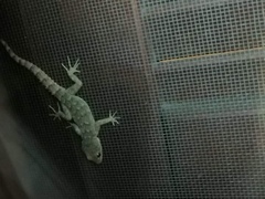 Mediodactylus kotschyi