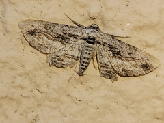 Iridopsis obliquaria