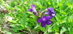 Ruellia lactea