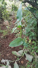 Zantedeschia albomaculata