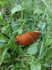Arion rufus