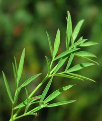 Laserpitium peucedanoides