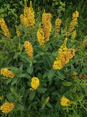 Galphimia glauca