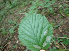 Phyllonorycter coryli