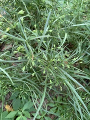Lysimachia quadriflora