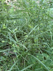 Lysimachia quadriflora