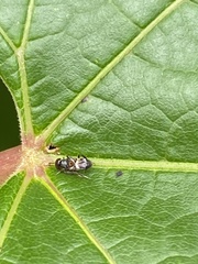 Encyrtinae