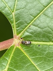 Encyrtinae