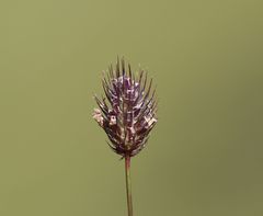 Phleum alpinum alpinum