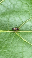 Encyrtinae