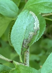Stigmella rhamnicola