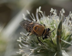 Colletes hylaeiformis