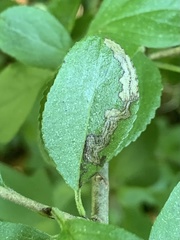 Stigmella rhamnicola