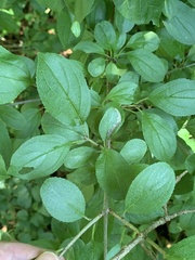 Stigmella rhamnicola
