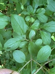 Stigmella rhamnicola
