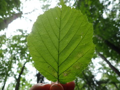 Phyllonorycter coryli
