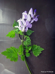 Plectranthus saccatus