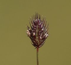 Phleum alpinum alpinum
