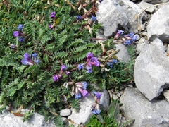 Oxytropis neglecta