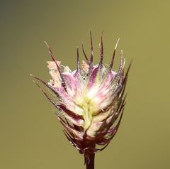 Phleum alpinum alpinum