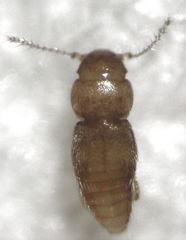 Ptinella acaciae
