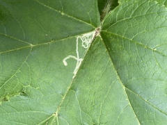 Phytomyza spondylii group