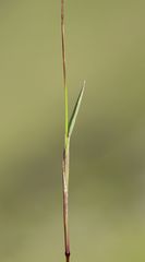 Phleum alpinum alpinum