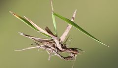 Phleum alpinum alpinum