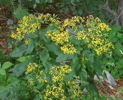 Senecio nemorensis