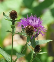Centaurea macroptilon