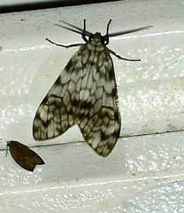 Eucereon chloraenoma