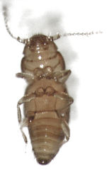 Ptinella acaciae