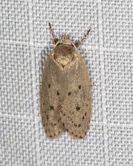 Brachynemata restricta