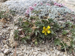 Potentilla wheeleri