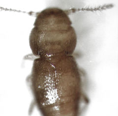 Ptinella acaciae