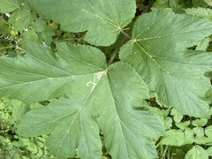 Phytomyza spondylii group